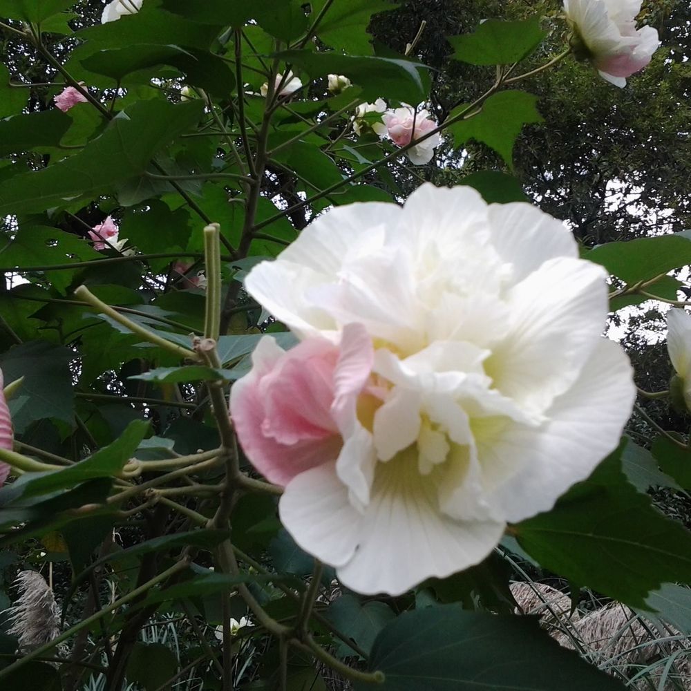 Meet your Posher, Sonya